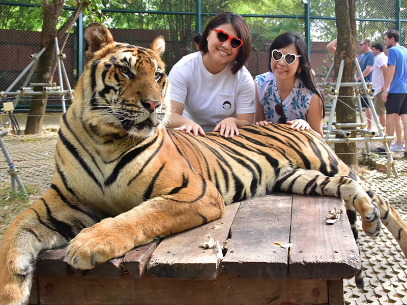 タイガー・キングダムでの娘と友達とトラの写真