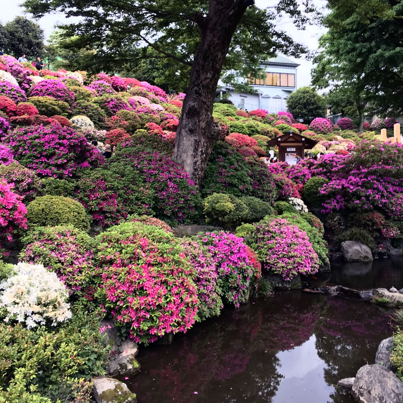 根津神社のツツジ