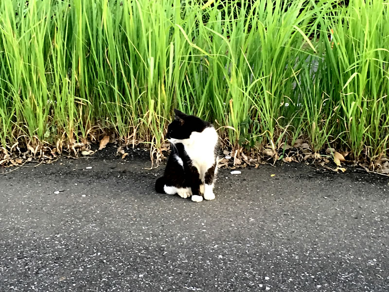 ウォーキングコースのベンチで出会った野良猫の姿