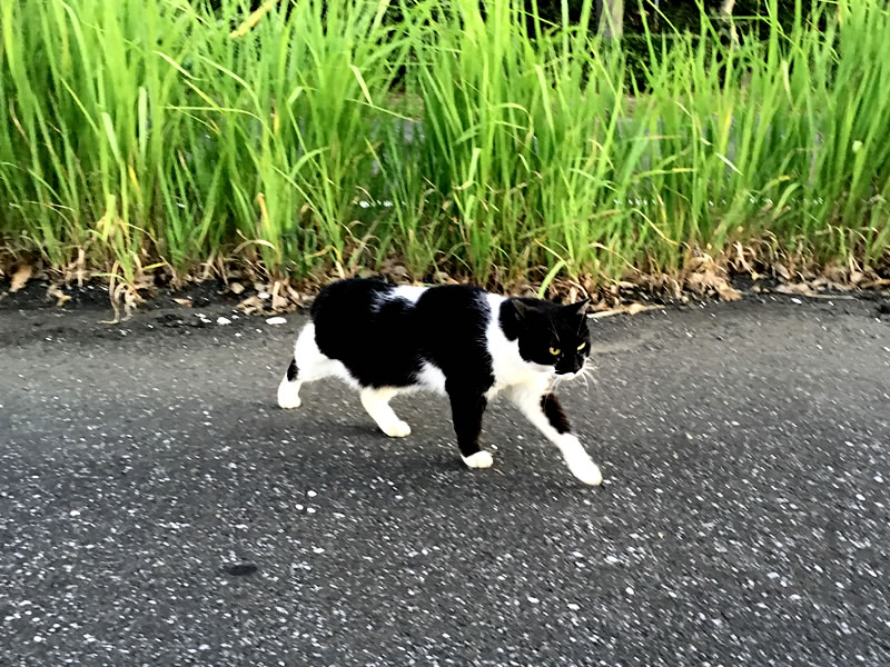 ウォーキングコースのベンチで出会った野良猫の姿(2)