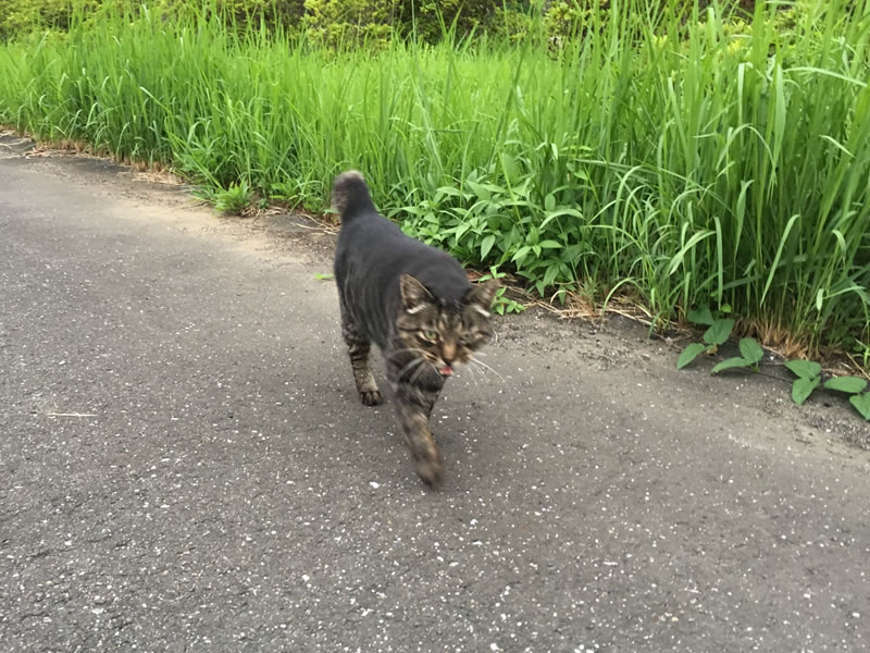 ウォーキングコースで近寄ってきた猫の姿