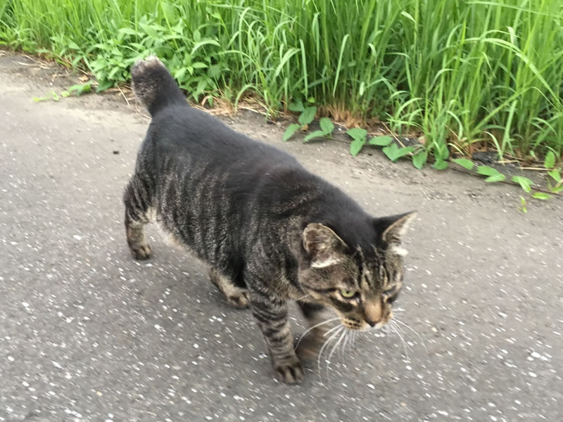 ウォーキングコースで近寄ってきた猫の姿(2)