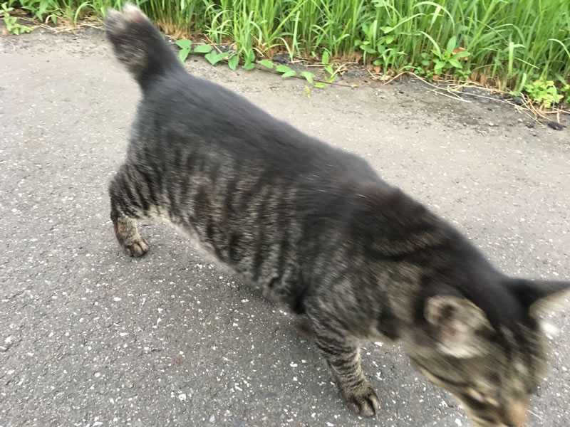 ウォーキングコースで近寄ってきた猫の姿(3)