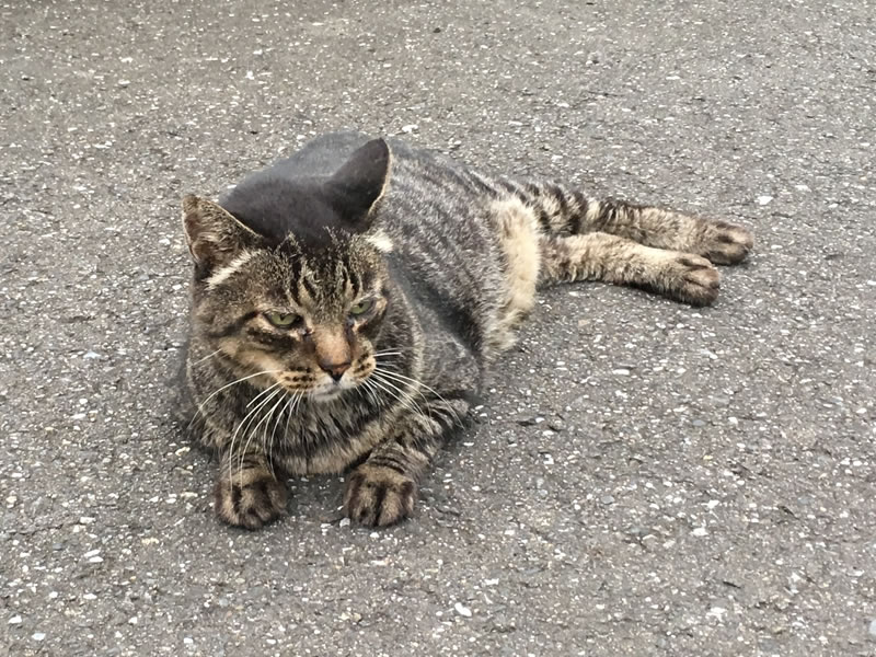 ウォーキングコースで出会った猫の姿(2)