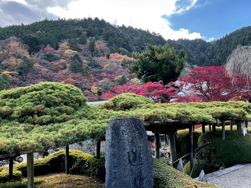 洛西善峰寺 遊龍の松