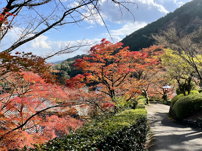 洛西善峰寺の紅葉の風景