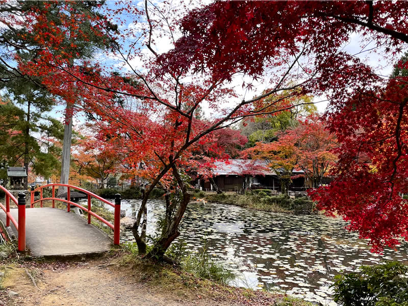 洛西大原野神社 鯉沢の池の風景