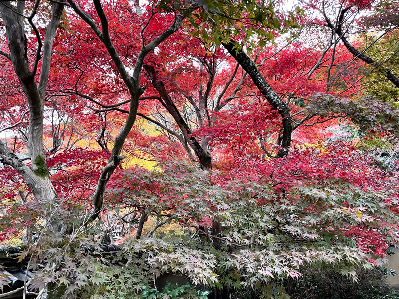 洛西勝持寺(花の寺)の紅葉