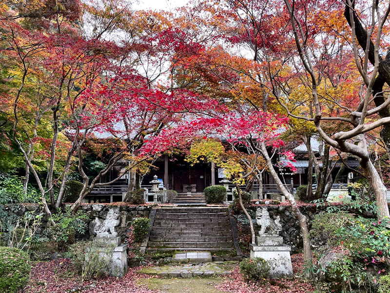 洛西勝持寺(花の寺)の紅葉(2)