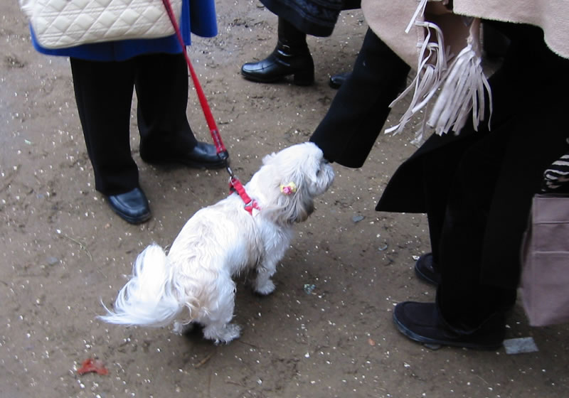 愛犬チェリーの在りし日の姿(6)