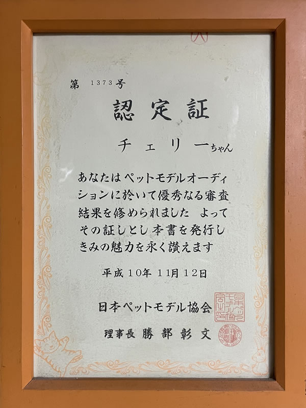 愛犬チェリーの日本ペットモデル協会認定証