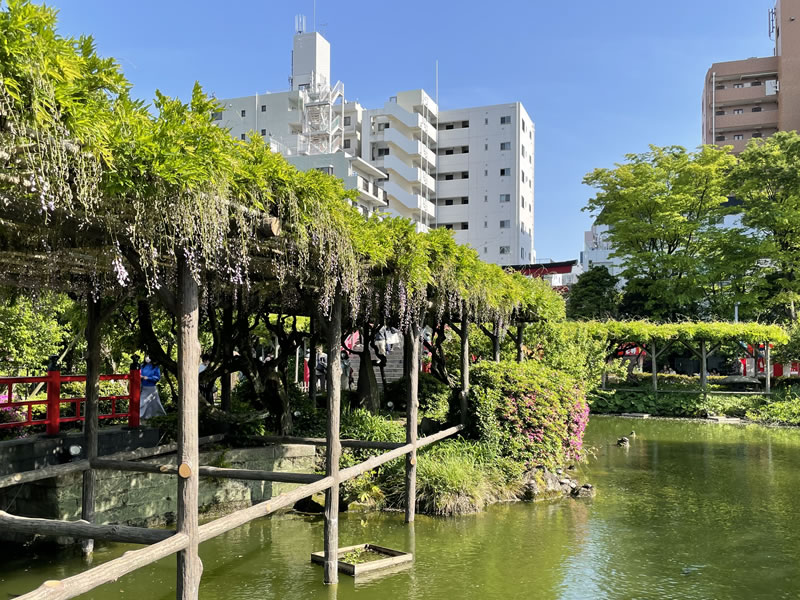 亀戸天神社の藤棚の景観