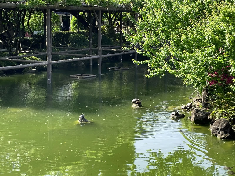 亀戸天神社の池と亀