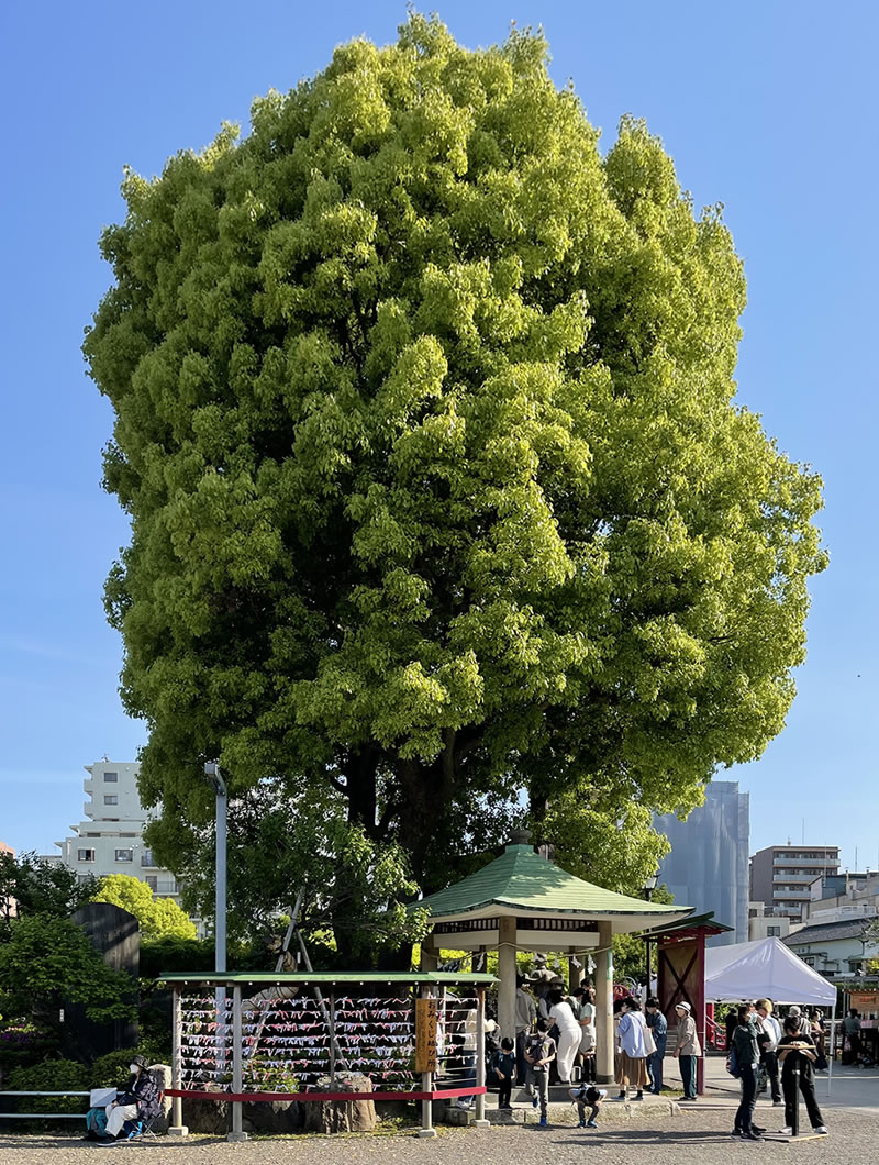 亀戸天神社本殿前の樟の巨木