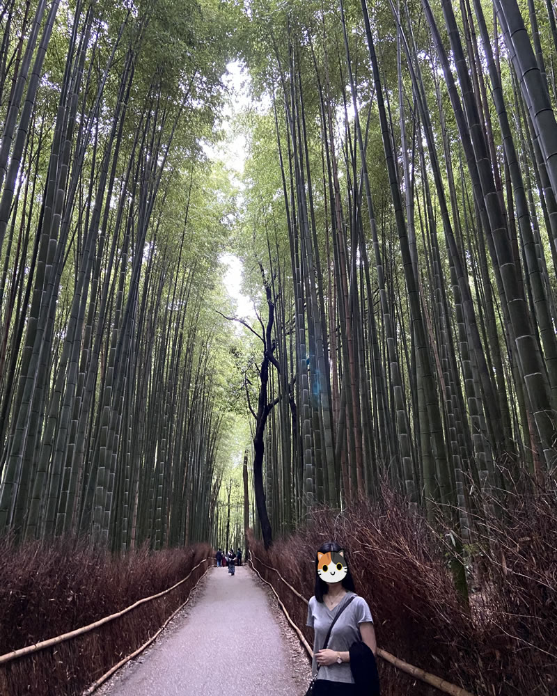 京都 嵐山 竹林の小径の風景