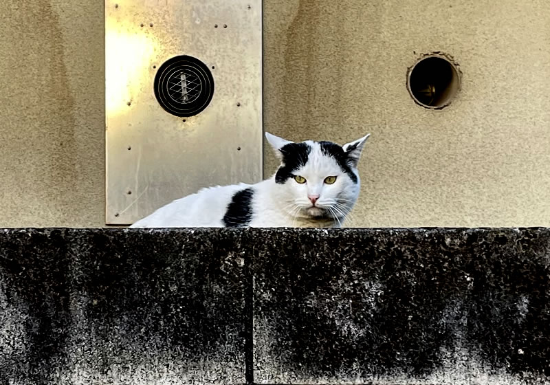 船橋大神宮参拝の帰り道の民家の塀の上に座っている猫