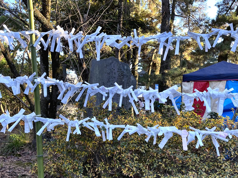 船橋大神宮の境内に結ばれた多数のおみくじ