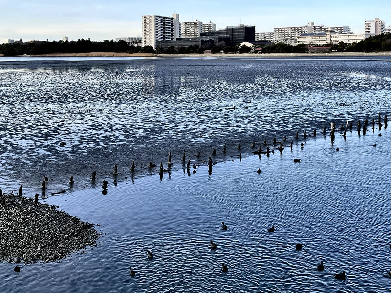 谷津干潟の遊歩道から見た野鳥たちの姿