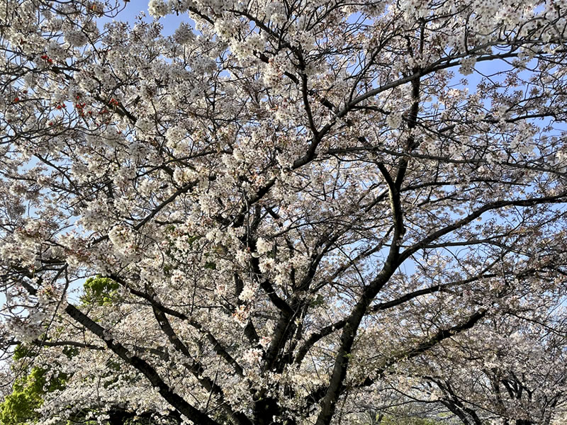 谷津公園の満開の桜