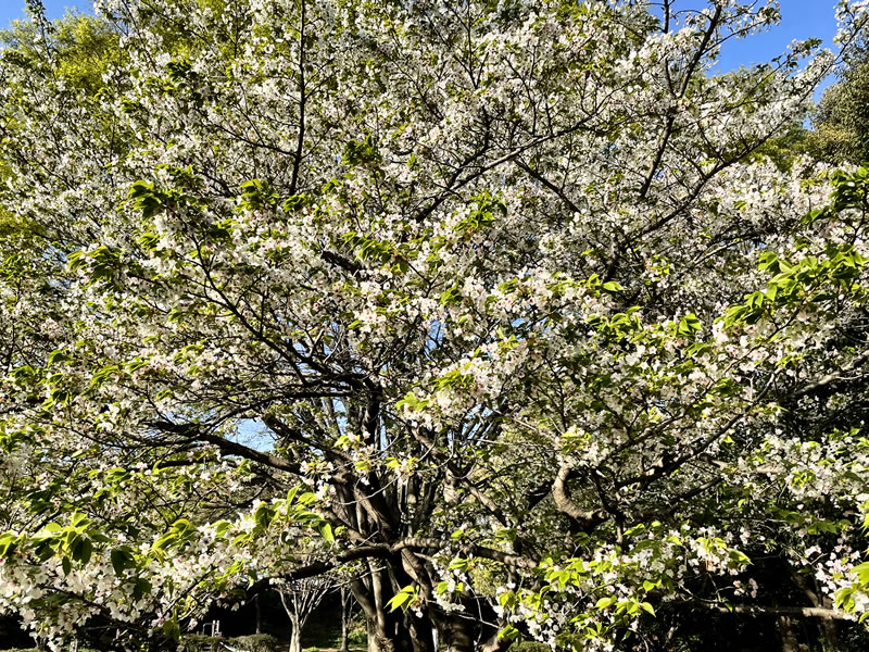 谷津公園の満開の桜(2)