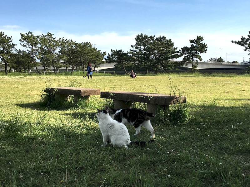 木更津市 猫たちがいる鳥居崎海浜公園の風景