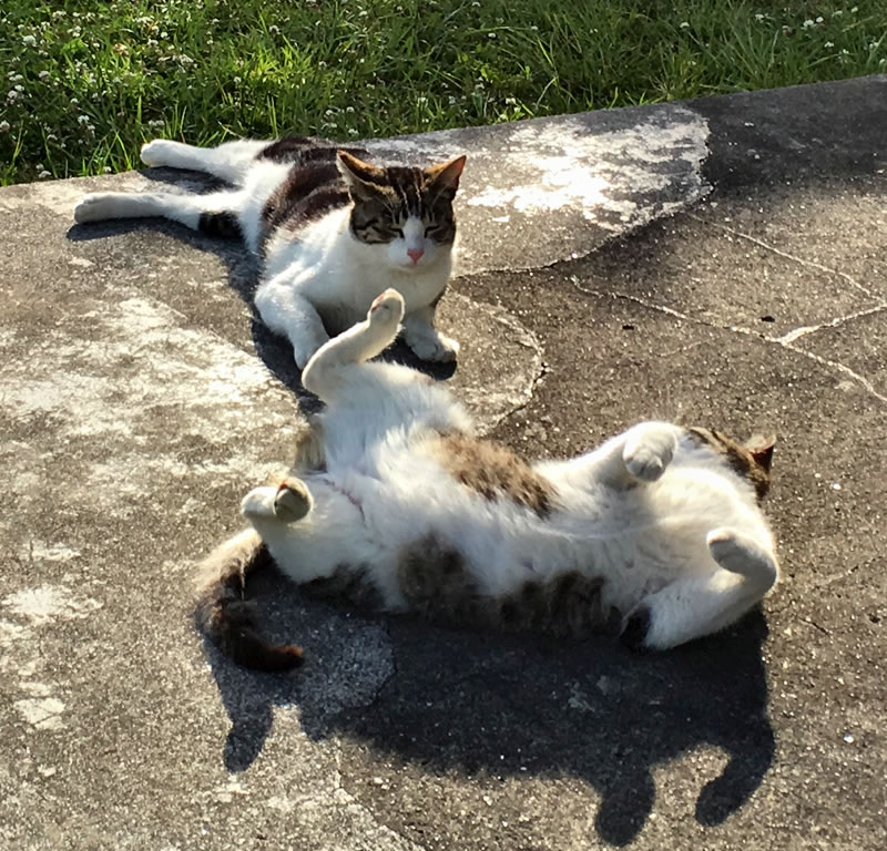 木更津市鳥居崎海浜公園にいる二匹のねこ