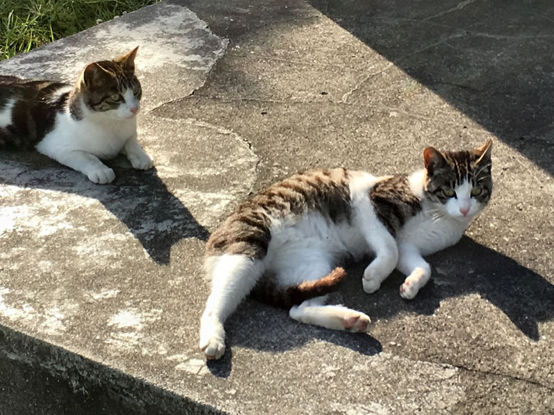 木更津市鳥居崎海浜公園にいる二匹のねこ(2)