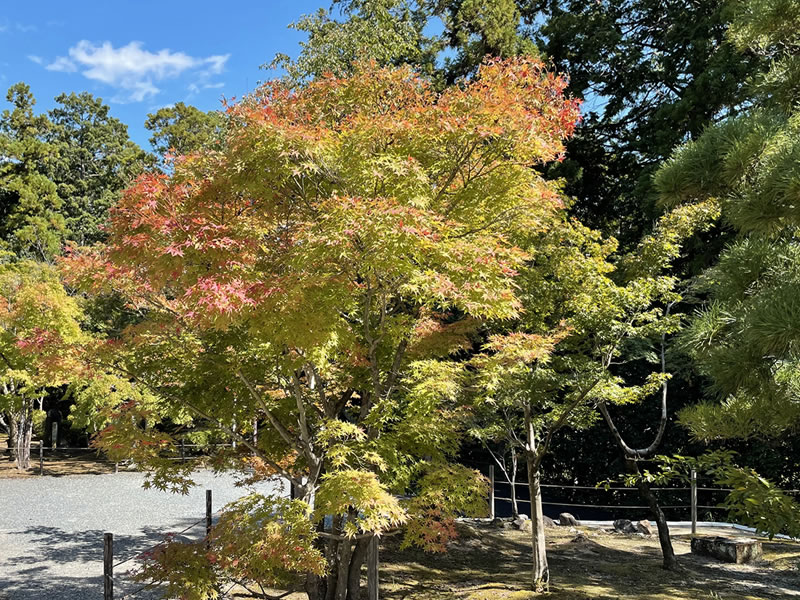 光明寺 色づき始めた紅葉