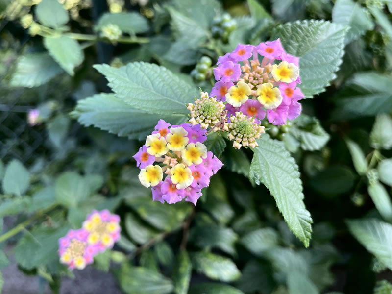 ランタナの花