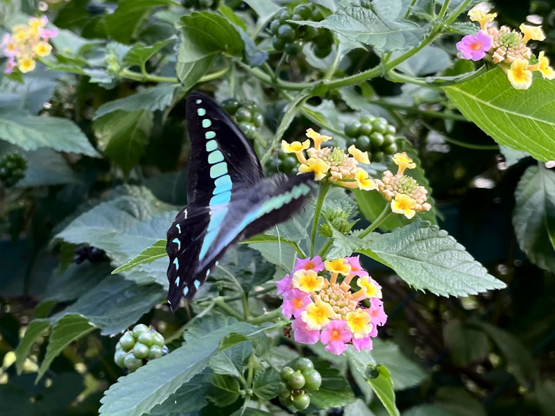 ランタナの花の蜜を吸うアオスジアゲハ