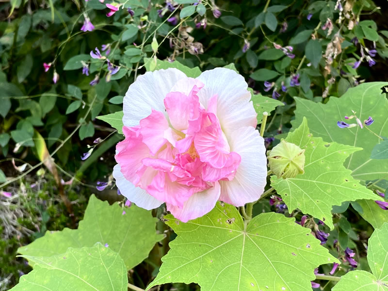 道端のスイフヨウ（酔芙蓉）