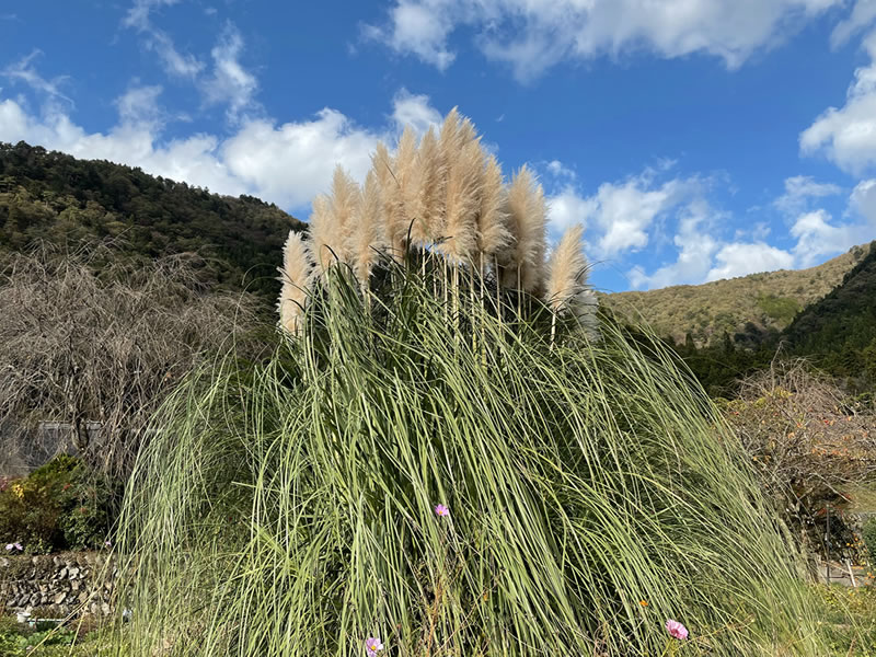 美山 群生するススキの穂