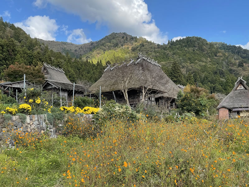 美山 民家と花畑の風景