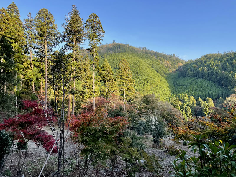 栂尾山 高山寺参道の風景(3)