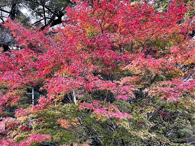 高雄山 神護寺の紅葉