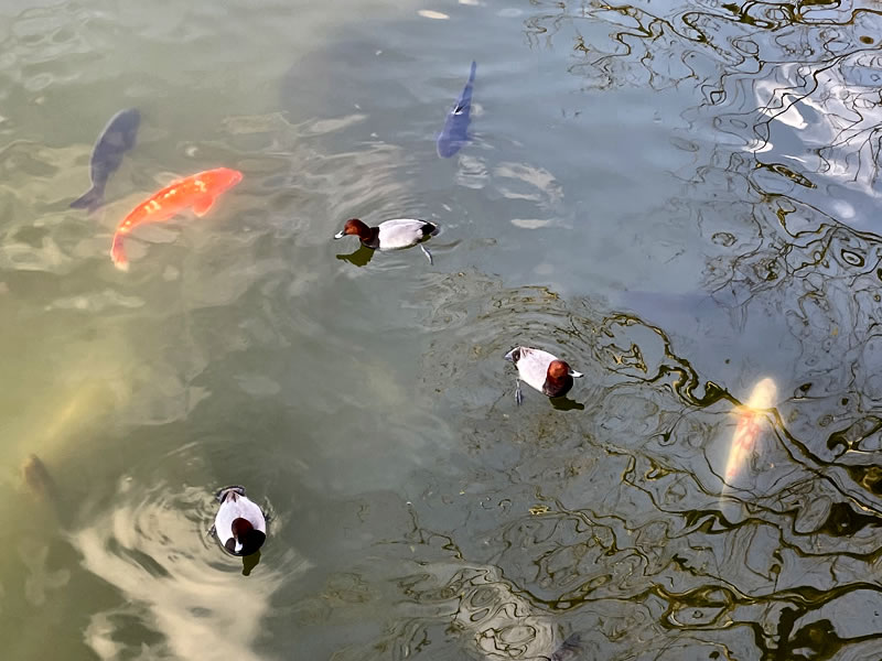 京都市 宝ヶ池で泳いでいる水鳥と鯉