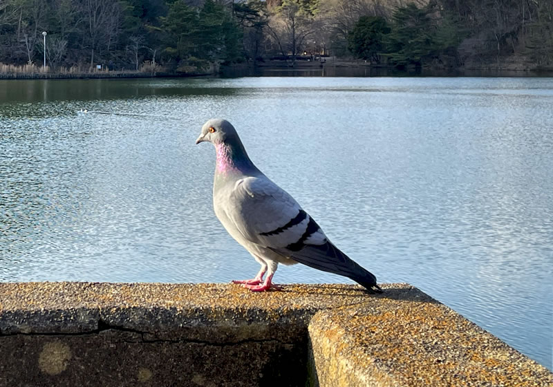 京都市 宝ヶ池 東屋の石柵の上に止まっている１羽の鳩