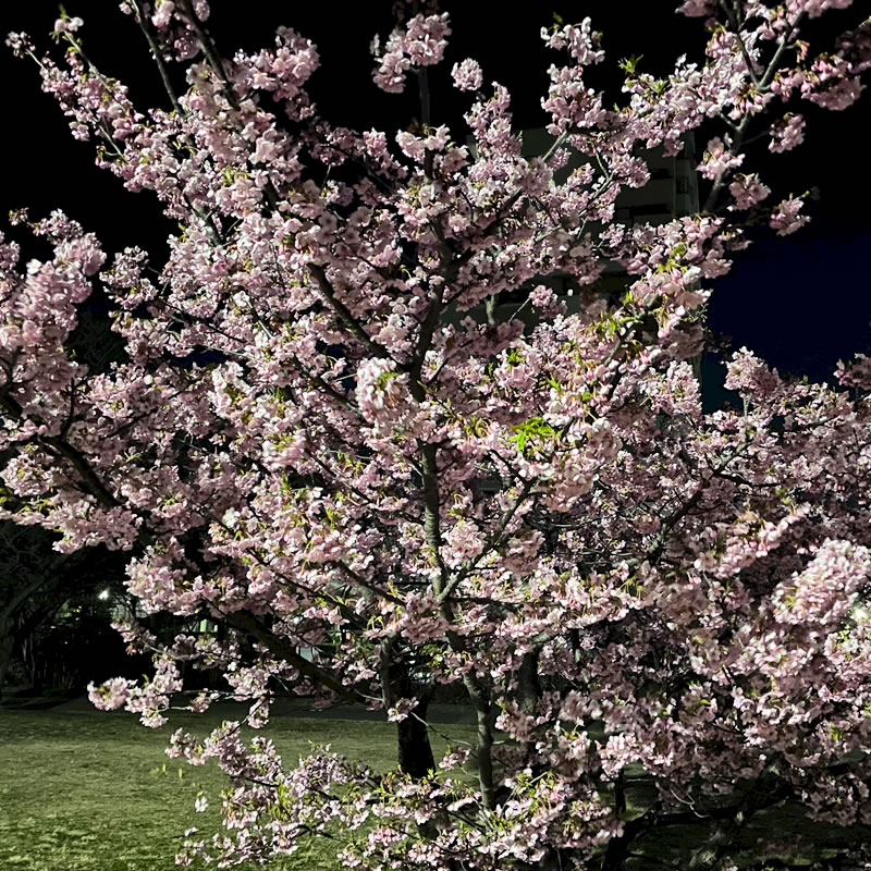 谷津公園潟の淡いピンクの夜桜