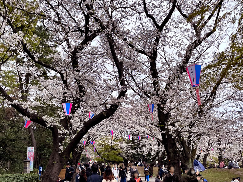 飛鳥山公園の回遊路の両側のほぼ満開の桜と花見客