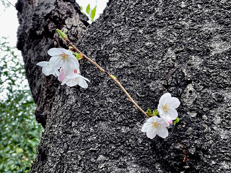 飛鳥山公園 桜の幹から突き出た小枝に咲いた花