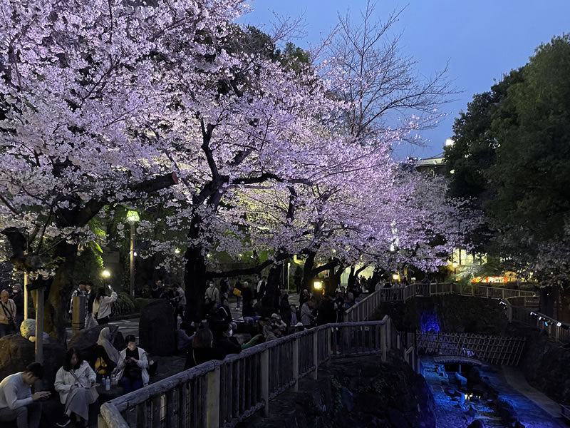 飛鳥山 音無親水公園の夜景(3)