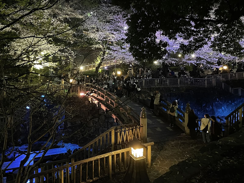 飛鳥山 音無親水公園の夜景