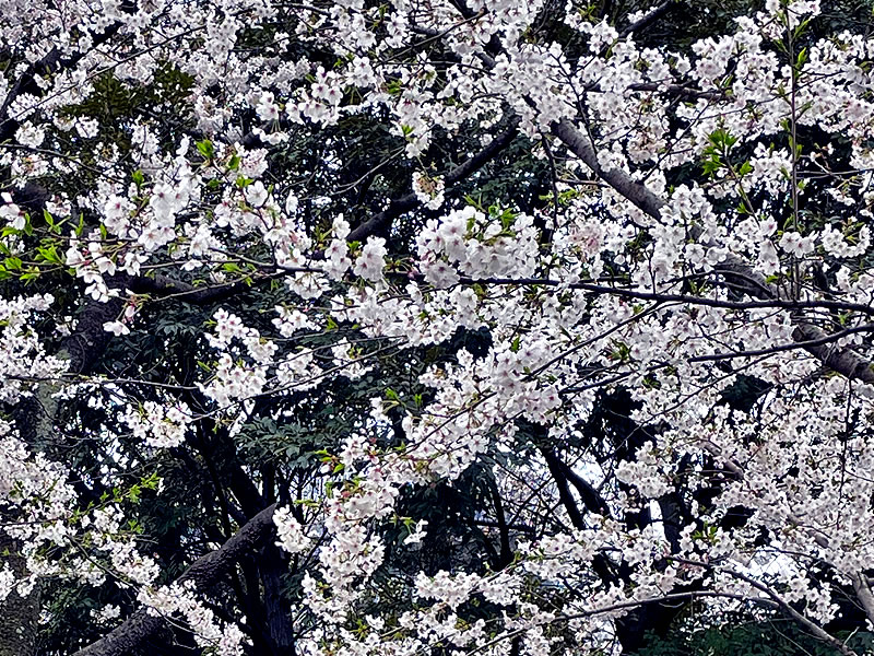 飛鳥山公園のほぼ満開の桜のクローズアップ