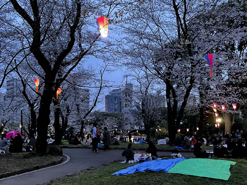 飛鳥山公園 夕暮れの花見風景