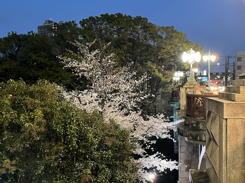 飛鳥山 音無橋の上から見た音無親水公園の夜景