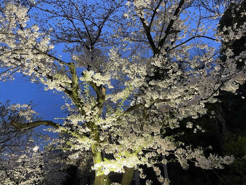 飛鳥山 音無親水公園の夜桜