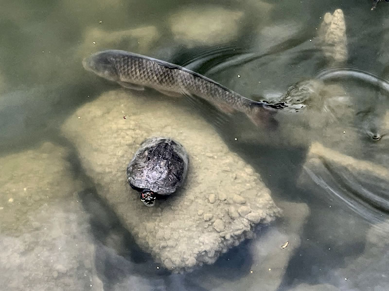 清澄庭園の大泉水にいる鯉と亀