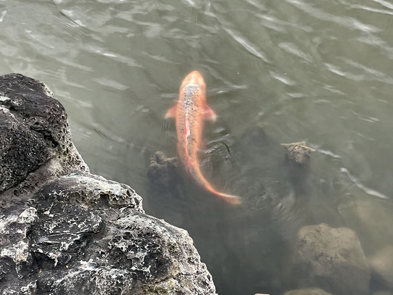 清澄庭園の大泉水にいる緋色の鯉