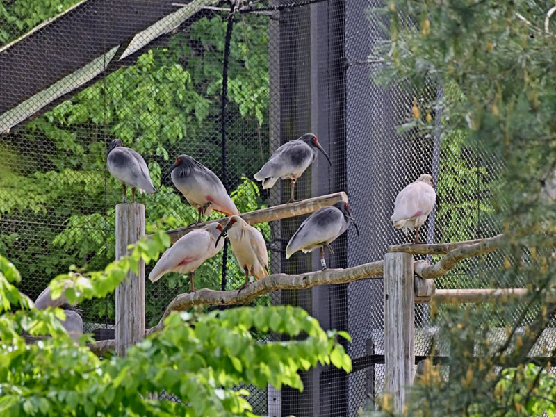 佐渡 トキの森公園 飼育ケージ内のトキ