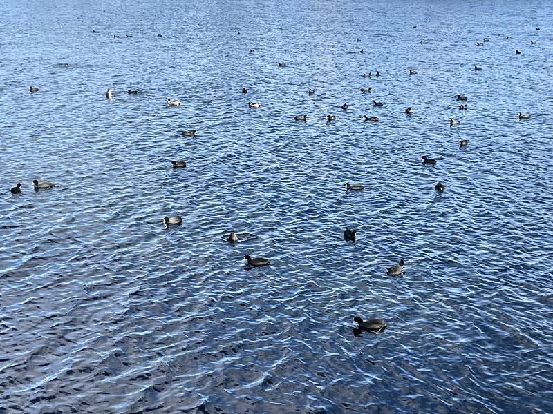 谷津干潟を泳ぐ野鳥たち